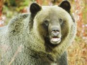 Bear Web Games at AnimalWebGames.com